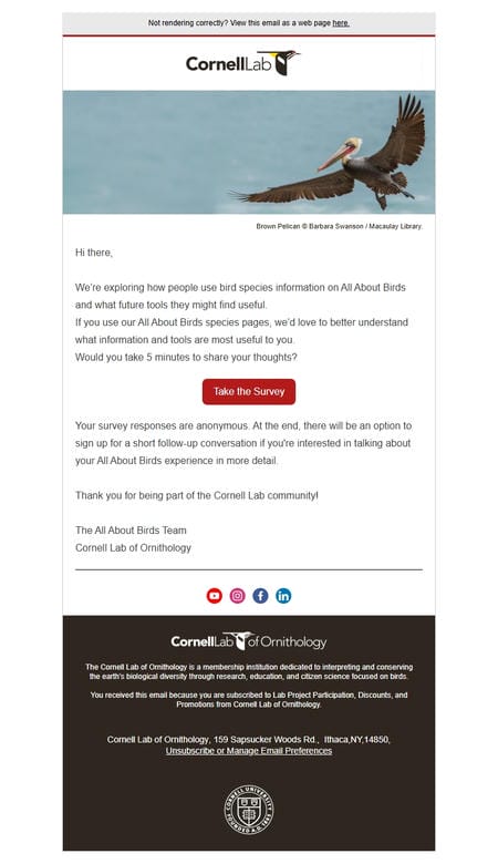 邮件模板创意 Cornell Lab Of Ornithology